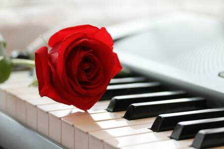 Music, piano, rose