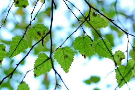 branches, leaves, nature