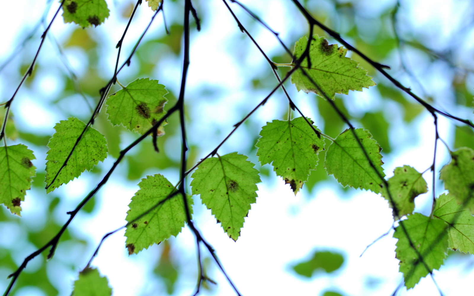 branches, la nature, feuilles