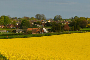 fält, blommor, Hem, våldta, himmelen, by