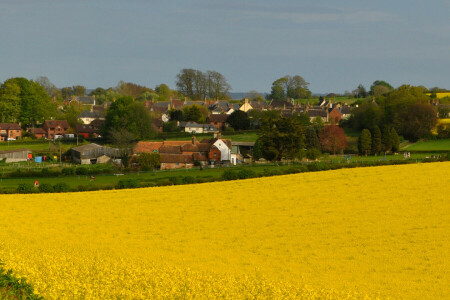 felt, blomster, hjem, voldtekt, himmelen, landsby