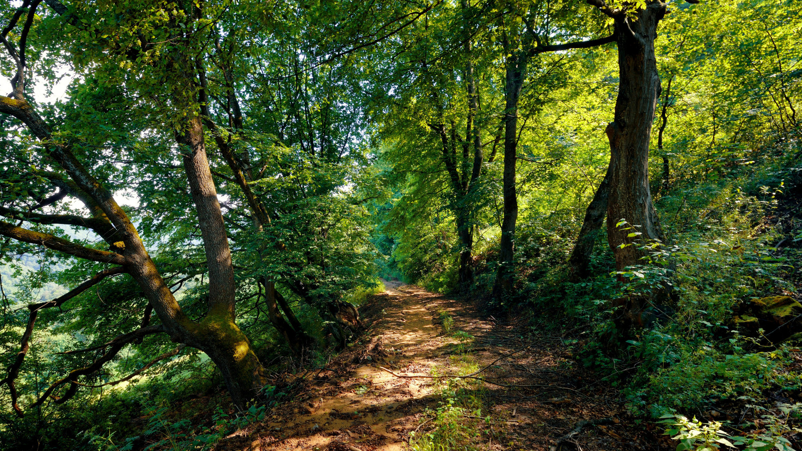 weg, bomen, de bosjes, struiken, Armenië, Teghout, teghut