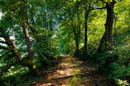 Armenia, cespugli, strada, Teghout, Teghut, i cespugli, alberi