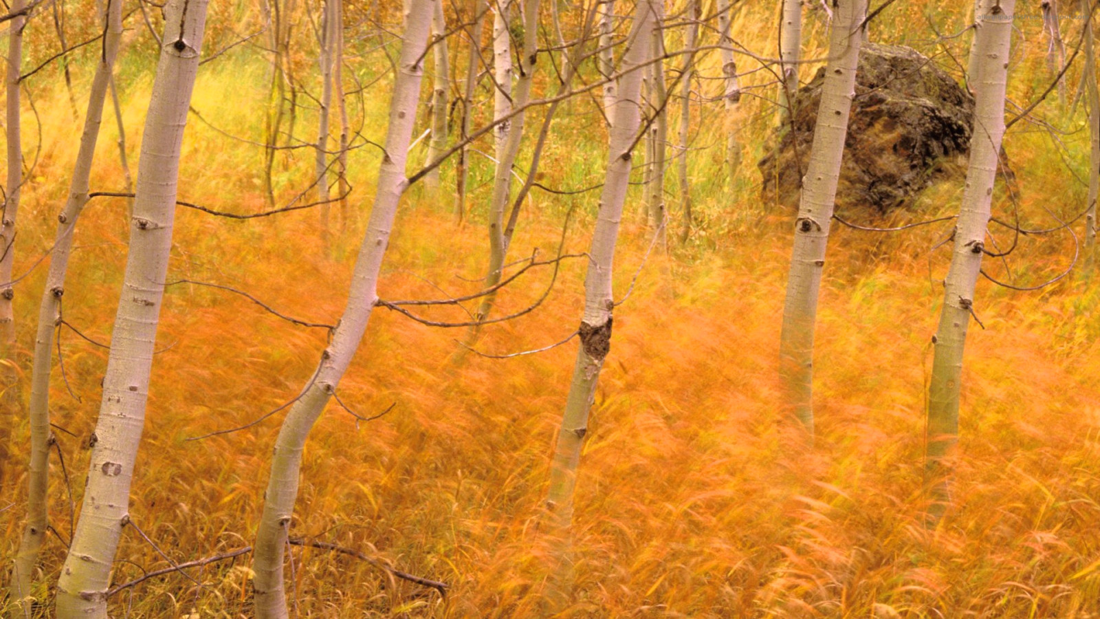 Herbst, Wald, Hintergrund, Landschaft, Feder, Birke, Hain