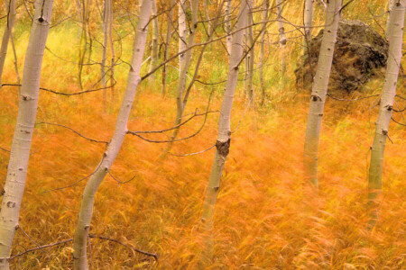 autumn, birch, feather, forest, grove, landscape, wallpaper