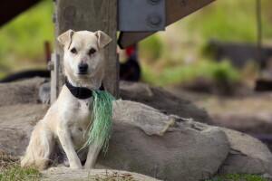 cane, ogni, Guarda