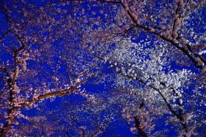 floração, flores, Japão, Quioto, Sakura, Primavera