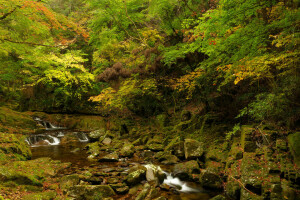 herfst, Woud, stenen, stroom, struikgewas, bomen