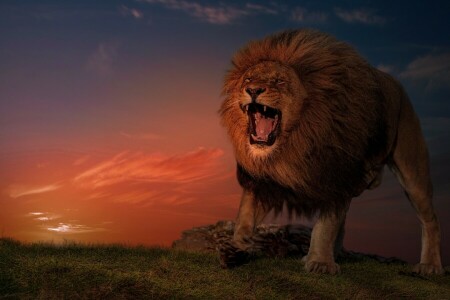 aggressive, Leo, sunset, the king of beasts, wild cat