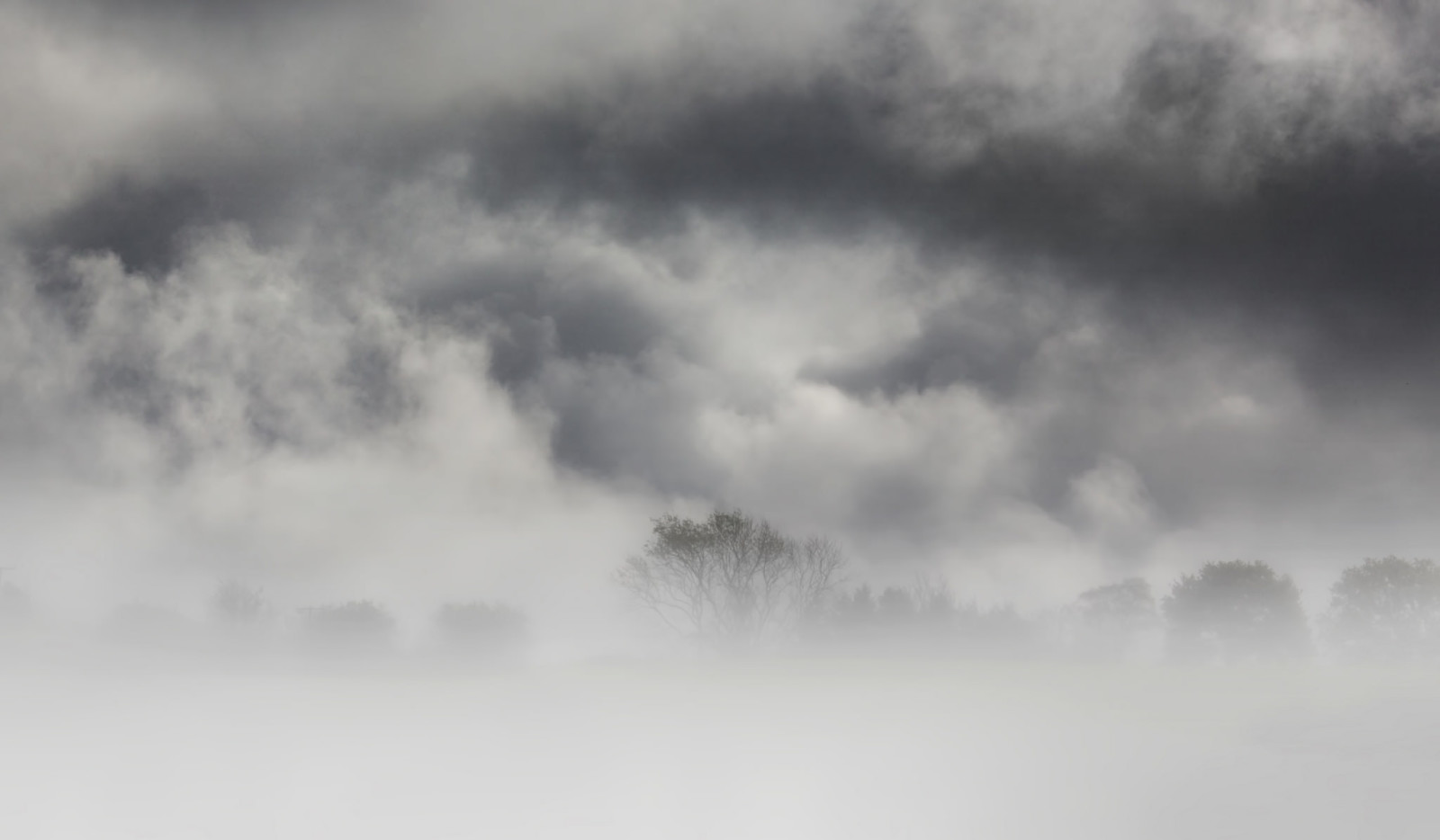 nature, trees, fog