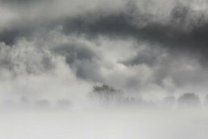 Nebel, Natur, Bäume