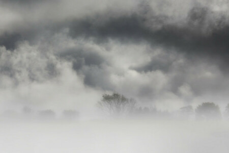 mist, natuur, bomen