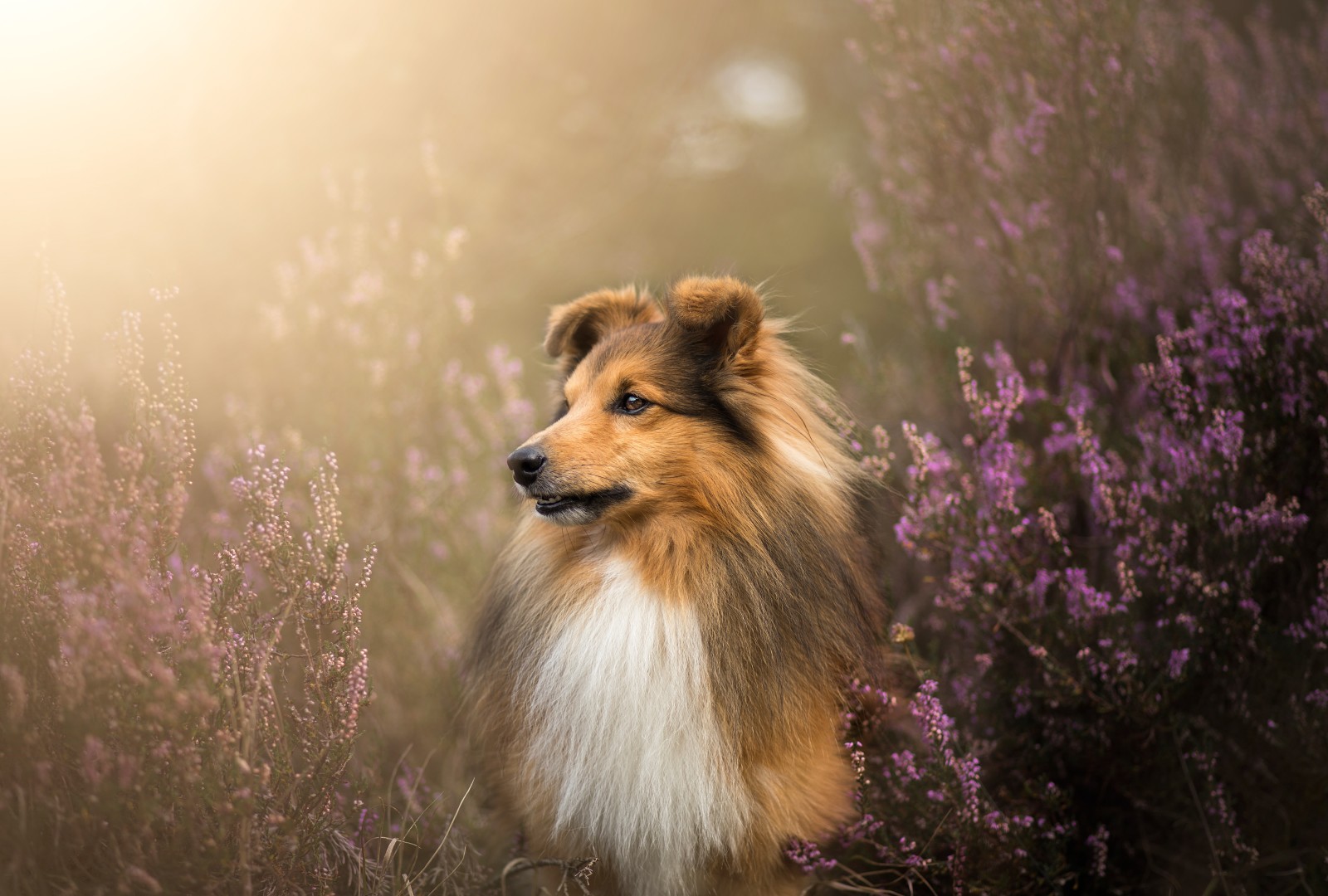 hund, ansigt, Heather, uld, Sheltie, Shetland Sheepdog