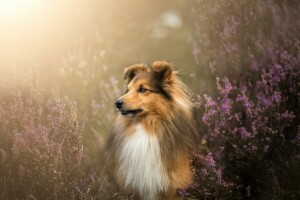 cachorro, face, Urze, Sheltie, Cão pastor de Shetland, lã