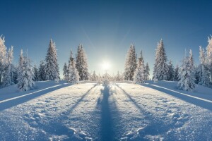 Skov, natur, sne, snefnug, træ, vinter