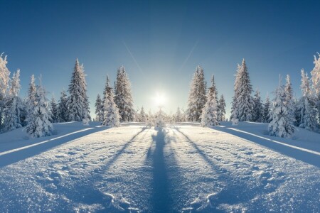 Skov, natur, sne, snefnug, træ, vinter