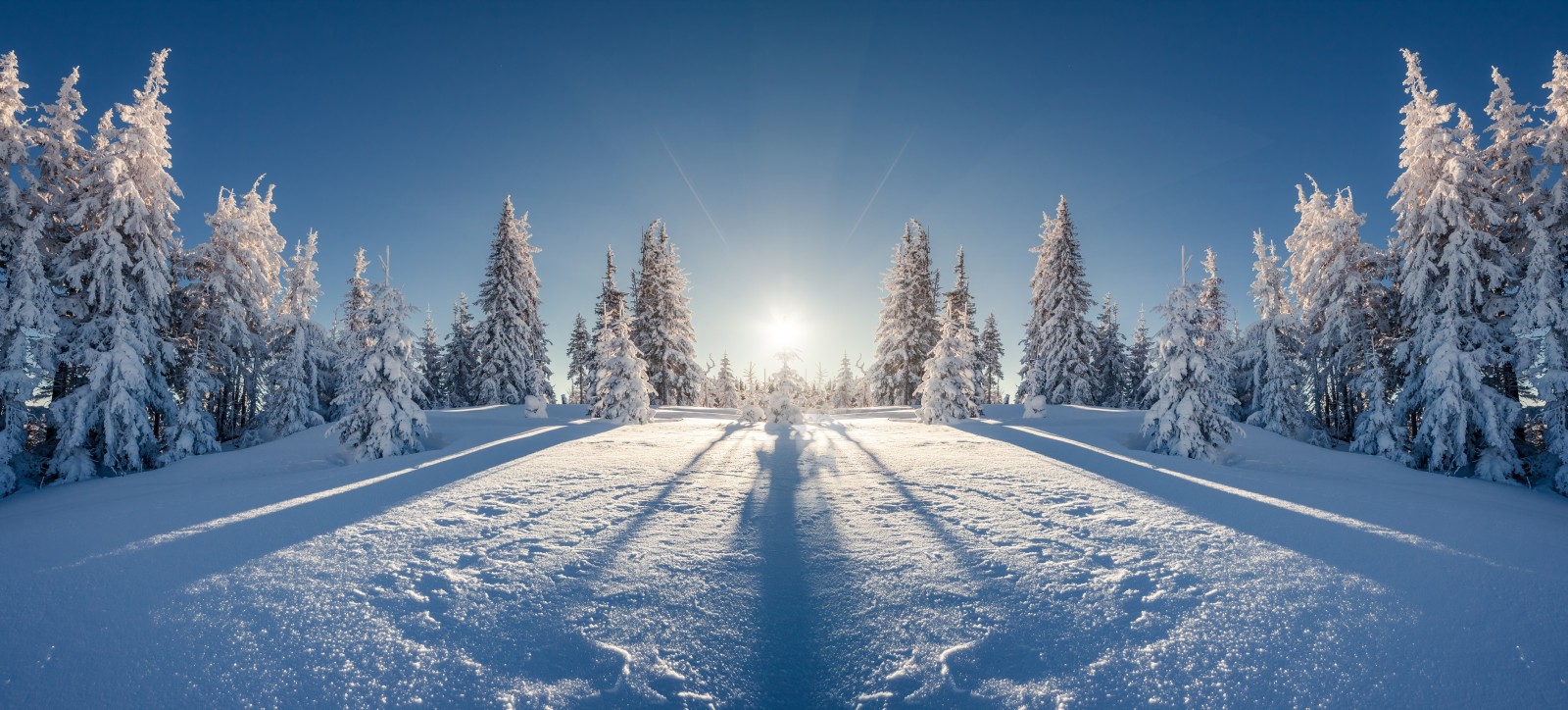 snö, snöflingor, träd, skog, natur, vinter-