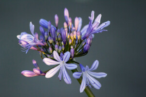 bloem, natuur, bloemblaadjes