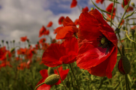 gress, Maki, natur, petals, himmelen