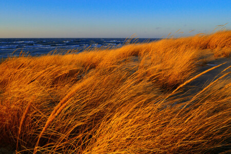 otoño, césped, mar, apuntalar, el cielo, el viento, ola