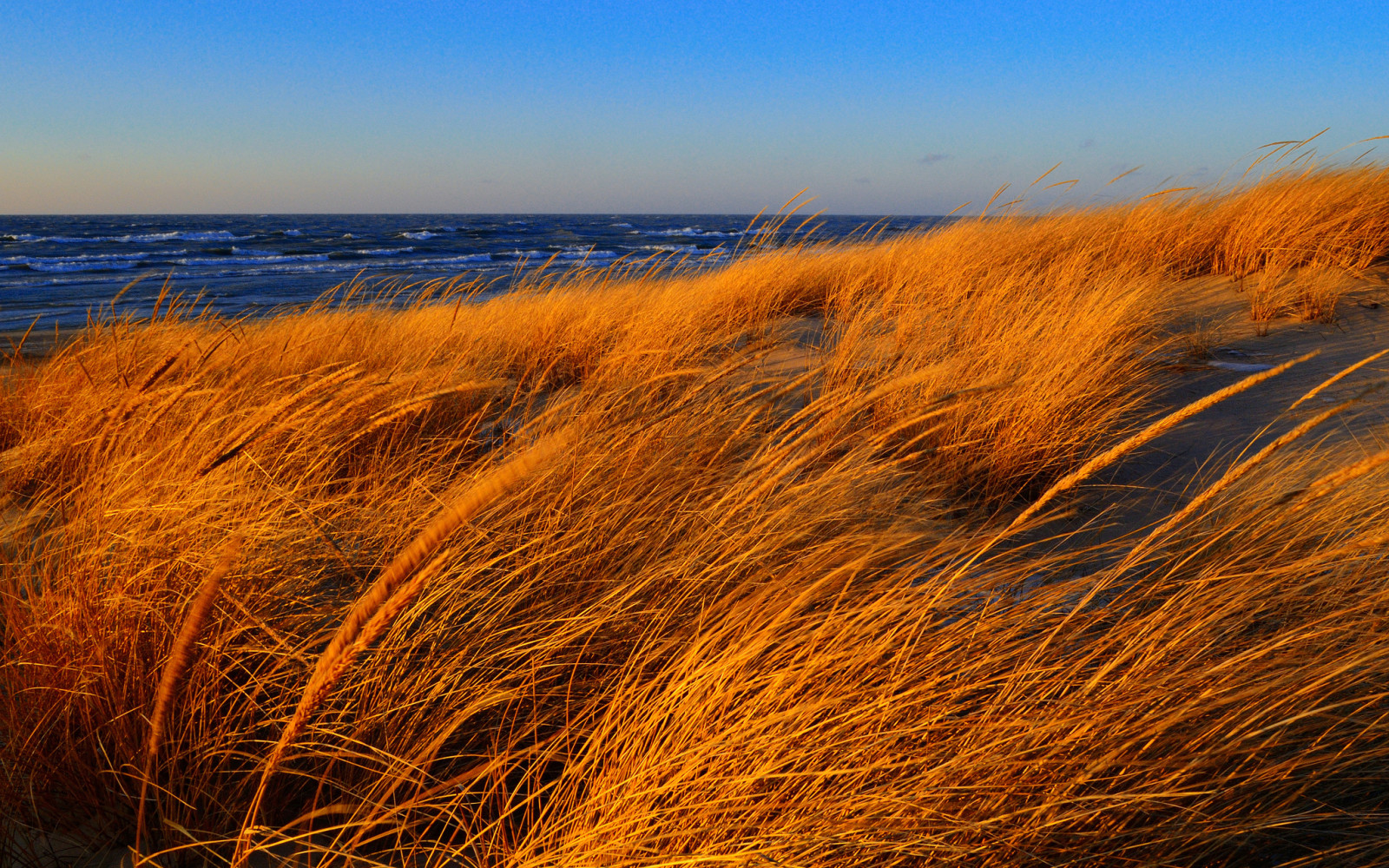 autumn, grass, the sky, shore, sea, wave, the wind