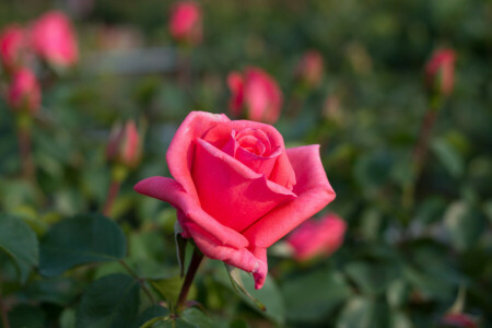 cespuglio, letto di fiori, le foglie, macro, petali, rosa