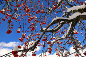 berries, Rowan, snow, the sky, tree