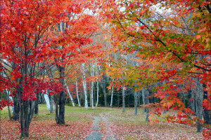 l'automne, forêt, bosquet, feuilles, chemin, des arbres