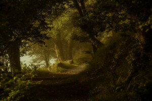 bosque, naturaleza, pista, Sendero, arboles