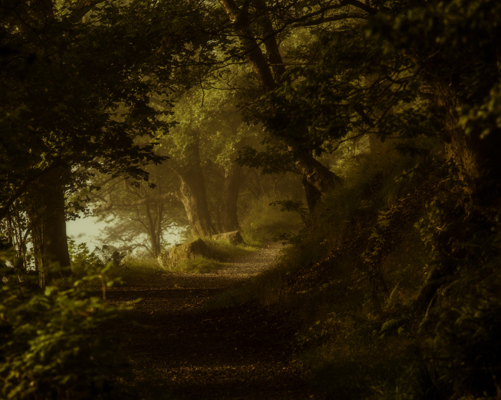 skog, natur, trær, spor, Sti