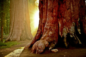 bosque, hojas, naturaleza, Rayos, arboles