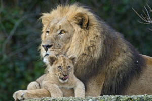 katte, Leo, løve, пара © Tambako The Jaguar