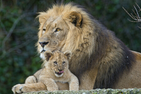 katter, Leo, løve, пара © Tambako The Jaguar