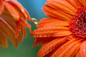 gocce, fiore, gerbera, petali, Rosa, acqua