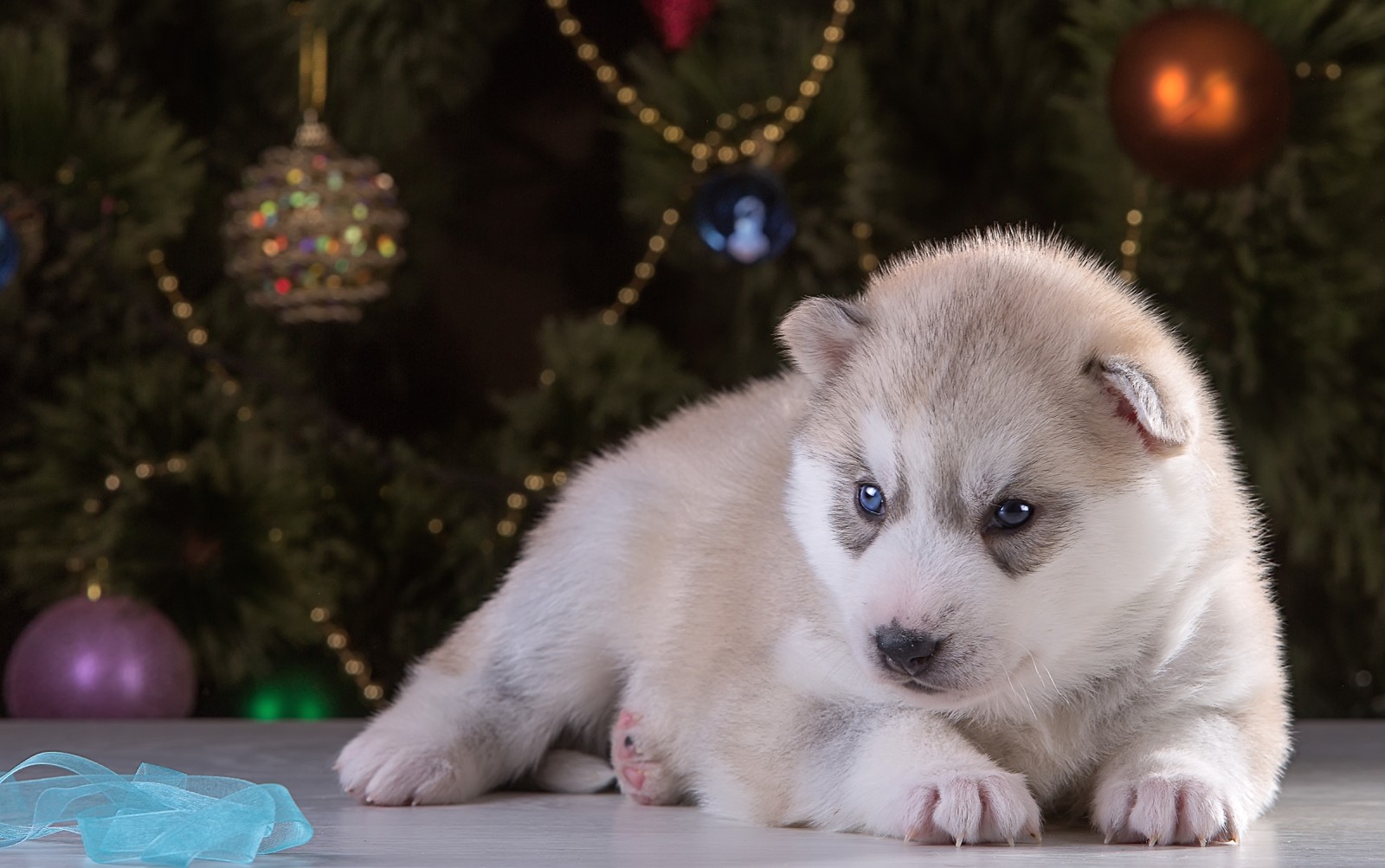 Nyt år, hundehvalp, race, husky