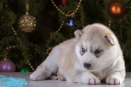 race, rauque, Nouvel An, chiot