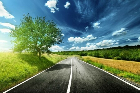 grass, road, the sky, tree