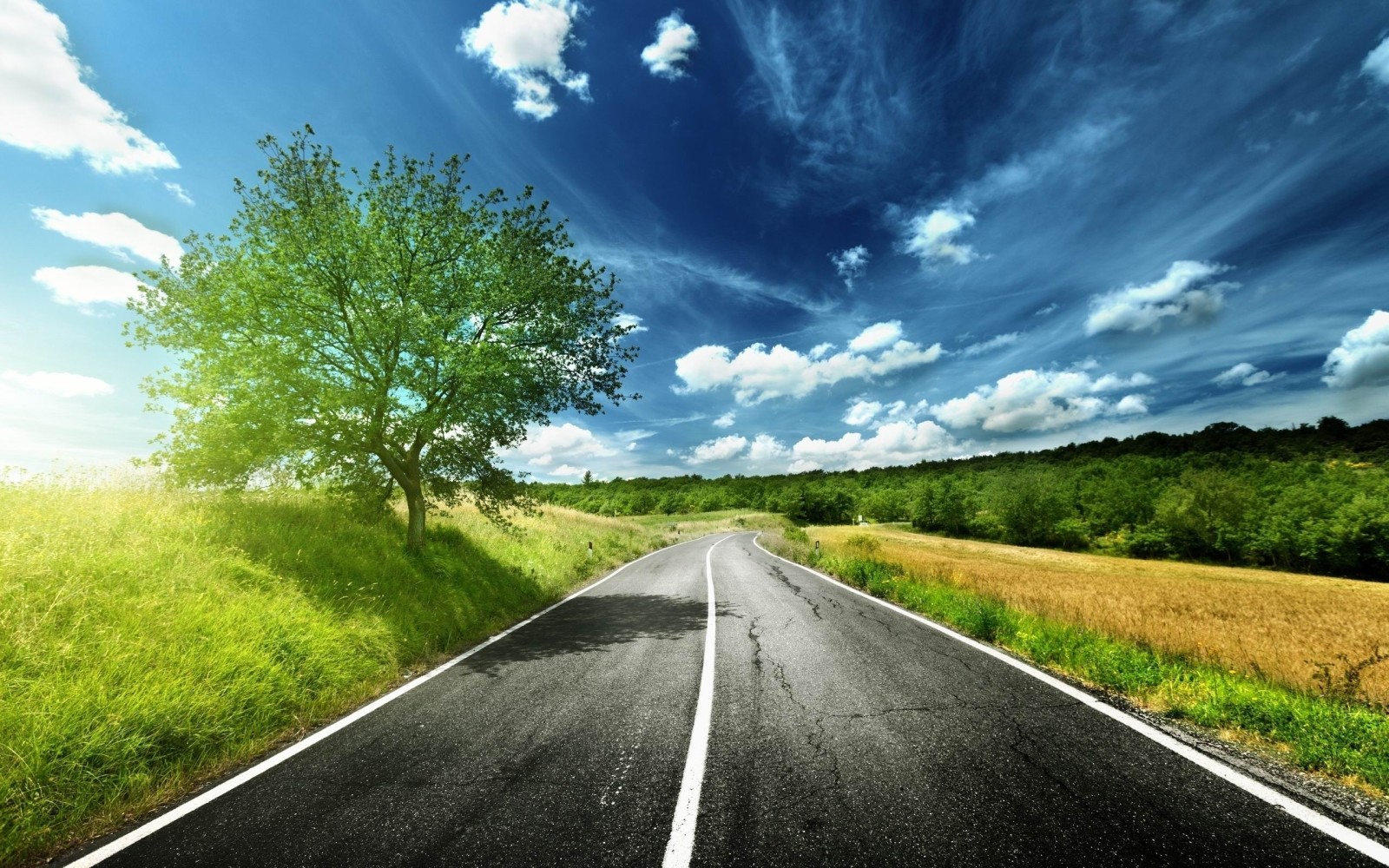 albero, erba, il cielo, strada