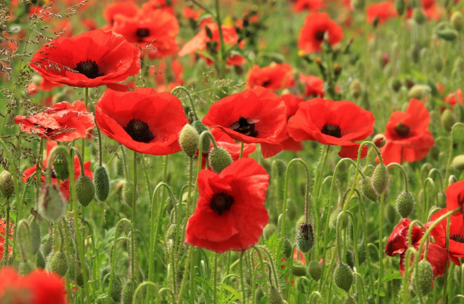 red, field, flowers, petals, Maki