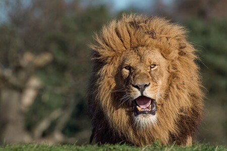 Animal, chat, Leo, Regardez, crinière, la nature