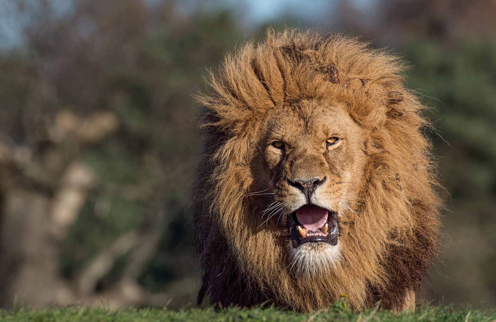 Mira, naturaleza, gato, Animal, León, melena