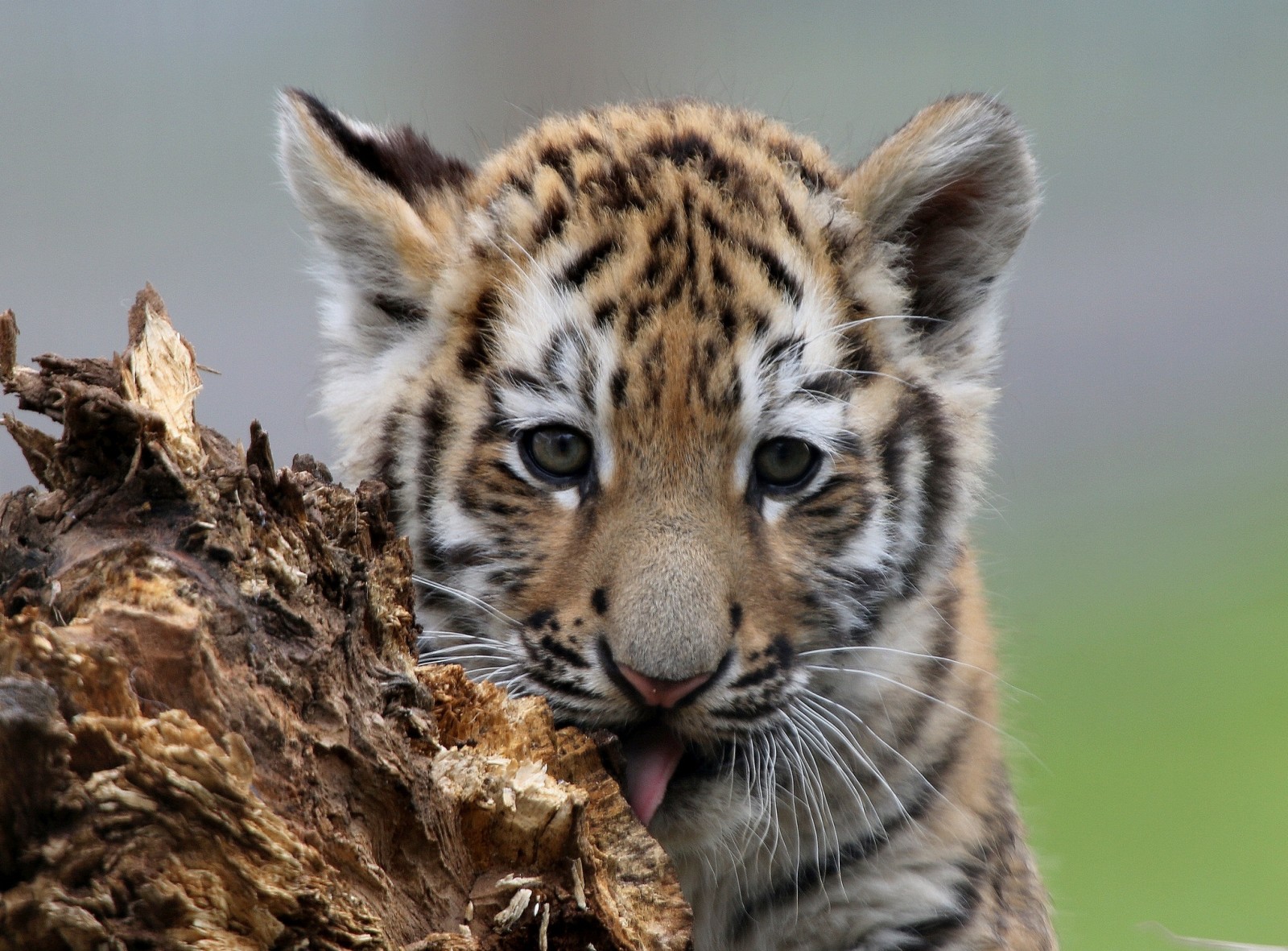 Regardez, lionceau, minou, museau, tigre