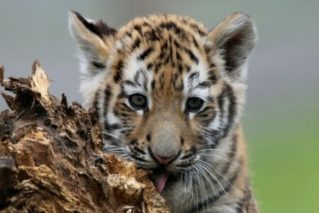 cub, kitty, look, muzzle, tiger