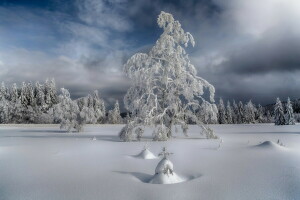 snö, träd, vinter-