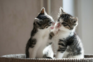 una pareja, niños, gatitos