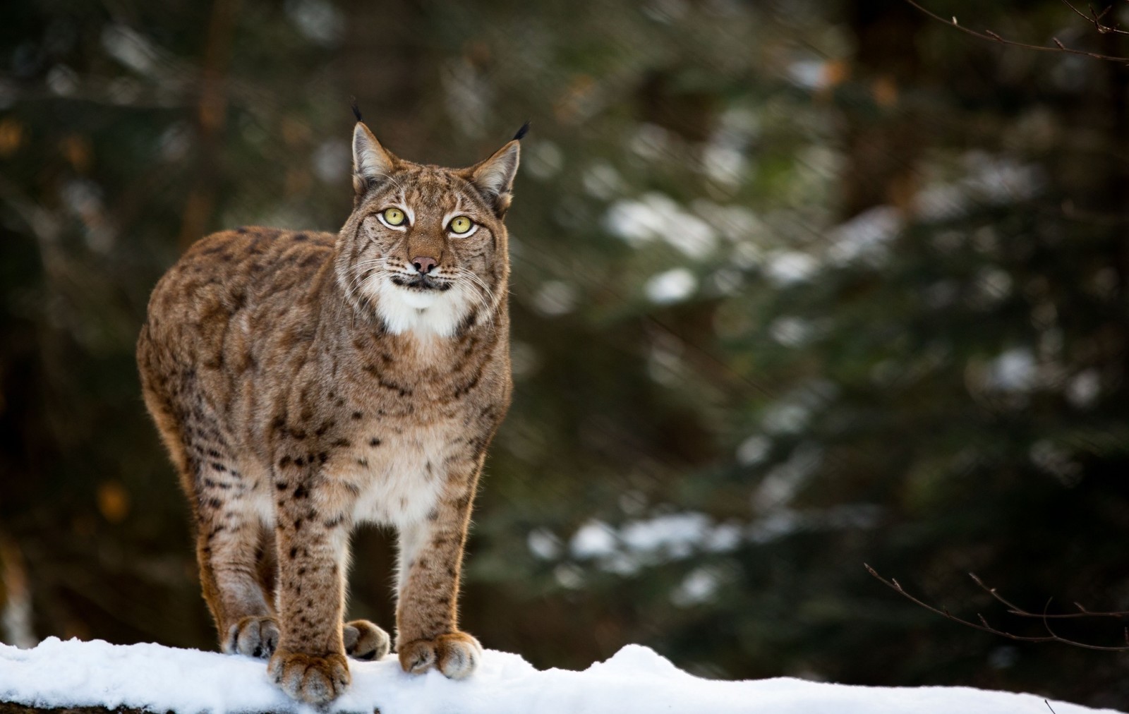 nieve, cara, invierno, depredador, gato salvaje, lince, buscar