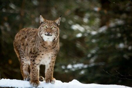 visage, Chercher, Lynx, prédateur, neige, chat sauvage, hiver