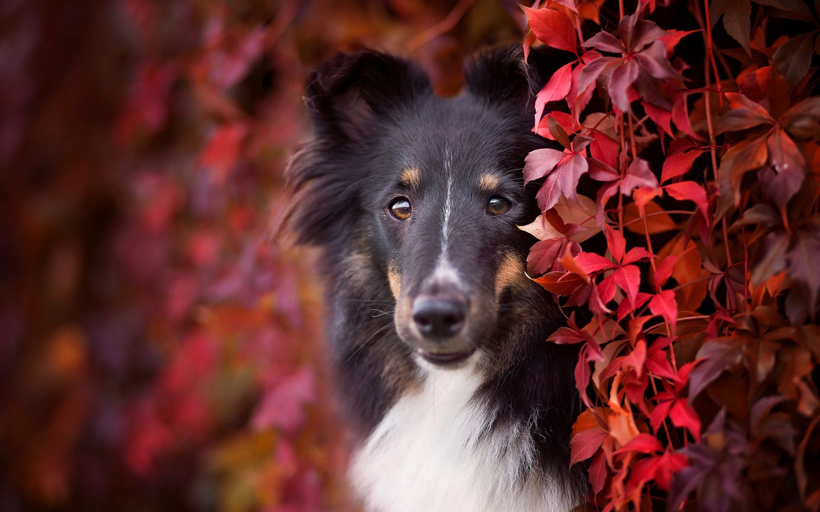 höst, se, hund, valp, ansikte, svart, porträtt, lövverk