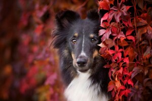 otoño, negro, raza, collie, vistoso, perro, cara, follaje