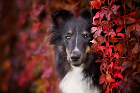 outono, Preto, procriar, collie, colorida, cachorro, face, folhagem